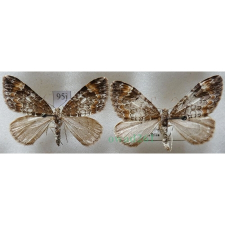 Dysstroma truncata (Hufnagel, 1767) pair Paśnik obcinek Czech95j